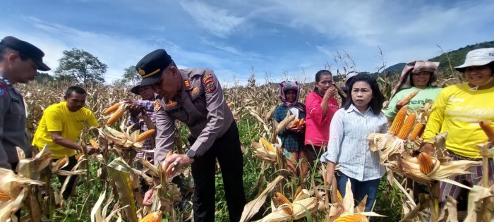 Polsek Sipirok Panen Raya Jagung di Kecamatan Arse