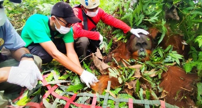Terjepit di Ladang Sawit, Orang Utan Jantan Dievakuasi ke Rimba Leuser