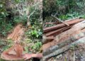 Warga Desak Kapolres Madina Tangkap Pelaku Ilegal Loging di Kotanopan