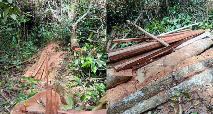 Warga Desak Kapolres Madina Tangkap Pelaku Ilegal Loging di Kotanopan