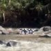 Drone Basarnas Temukan Jasad Pemancing yang Hanyut di Sungai Batang Toru
