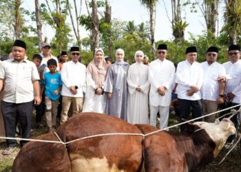 Idul Adha di Huntara Tapsel, Gus Irawan Serahkan Sapi Kurban 1 Ton dari Presiden Prabowo