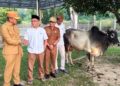 Jelang Idul Adha, Pemkab Madina Kejar Target Kekurangan Hewan Kurban
