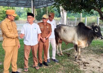 Jelang Idul Adha, Pemkab Madina Kejar Target Kekurangan Hewan Kurban