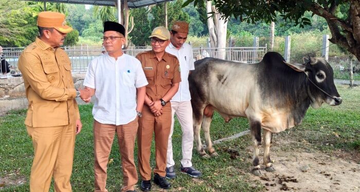 Jelang Idul Adha, Pemkab Madina Kejar Target Kekurangan Hewan Kurban