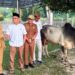 Jelang Idul Adha, Pemkab Madina Kejar Target Kekurangan Hewan Kurban