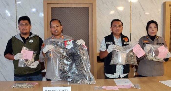 Jual Organ Harimau Dahan, Dua Warga Madina Ditangkap Polres Padangsidimpuan