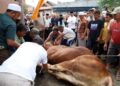 Kenapa Kelurahan Kotasiantar Mendapat Sapi Limosin dari Presiden?