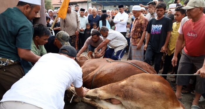 Kenapa Kelurahan Kotasiantar Mendapat Sapi Limosin dari Presiden?