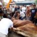 Kenapa Kelurahan Kotasiantar Mendapat Sapi Limosin dari Presiden?