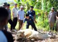 PWI Madina Sembelih Sapi Kurban Bantuan PT SMM