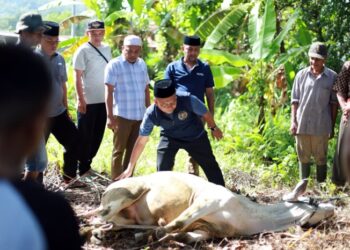 PWI Madina Sembelih Sapi Kurban Bantuan PT SMM