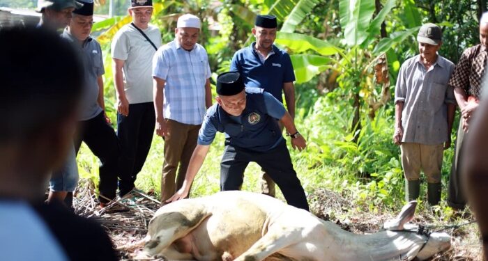 PWI Madina Sembelih Sapi Kurban Bantuan PT SMM