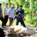 PWI Madina Sembelih Sapi Kurban Bantuan PT SMM