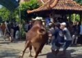 VIDEO: Detik-detik Sapi 1 Ton Bantuan Presiden Prabowo Ngamuk di Kudus