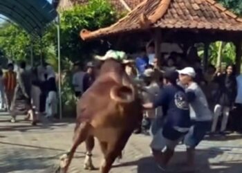 VIDEO: Detik-detik Sapi 1 Ton Bantuan Presiden Prabowo Ngamuk di Kudus