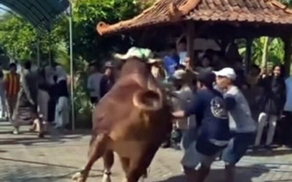 VIDEO: Detik-detik Sapi 1 Ton Bantuan Presiden Prabowo Ngamuk di Kudus