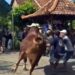 VIDEO: Detik-detik Sapi 1 Ton Bantuan Presiden Prabowo Ngamuk di Kudus