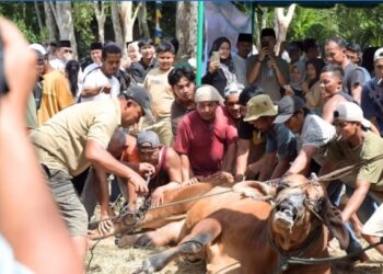Sapi Kurban Presiden di Manunggang Julu Jadi Momen Evaluasi Bansos dan Darurat Narkoba