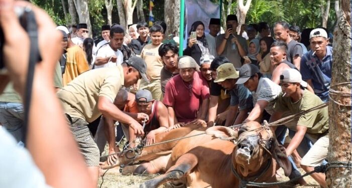 Sapi Kurban Presiden di Manunggang Julu Jadi Momen Evaluasi Bansos dan Darurat Narkoba