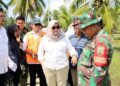 Sawah Tangga Bosi Pulih Bulan Ini, Pemkab Madina Sediakan Bibit Padi Gratis