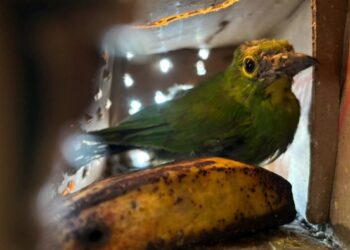 807 Ekor Burung Gagal Diselundupkan Pakai Truk Ekspedisi di Pelabuhan Bakauheni