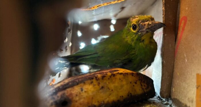807 Ekor Burung Gagal Diselundupkan Pakai Truk Ekspedisi di Pelabuhan Bakauheni