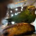 807 Ekor Burung Gagal Diselundupkan Pakai Truk Ekspedisi di Pelabuhan Bakauheni
