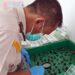 Dari Sumut untuk Dunia, 10.500 Kecambah Sawit Unggul Tembus Kolombia