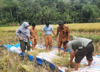 Kemarau Gerus Panen Tambangan, Camat Dorong Sinergi Teknologi dan Tradisi Mardege