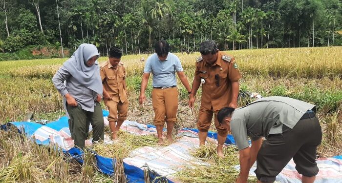 Kemarau Gerus Panen Tambangan, Camat Dorong Sinergi Teknologi dan Tradisi Mardege