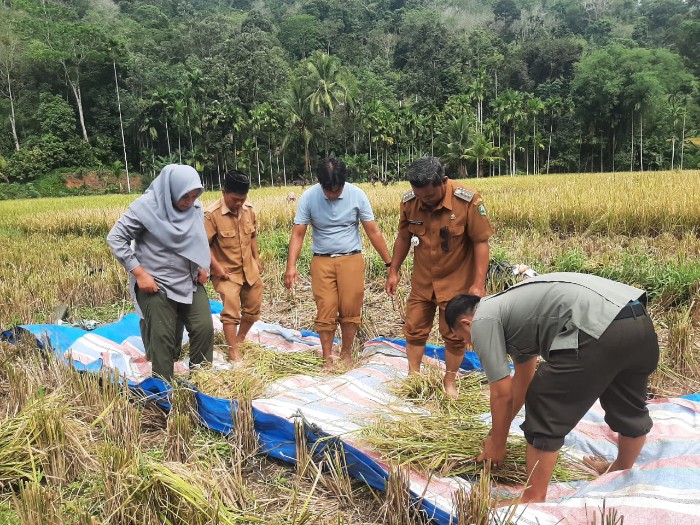 Produktivitas Padi di Tambangan Anjlok Akibat Kemarau, Camat Dorong Modernisasi Pertanian