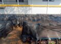 Kejagung Segel Gudang Berisi 17.600 Motor Listrik untuk BGN