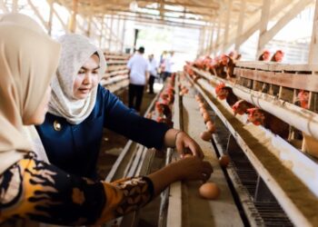 Pemkab Madina Targetkan Penuhi 20 Persen Kebutuhan Telur Secara Mandiri