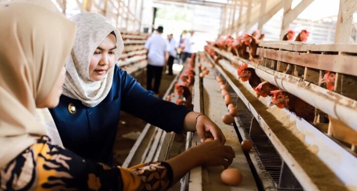 Pemkab Madina Targetkan Penuhi 20 Persen Kebutuhan Telur Secara Mandiri
