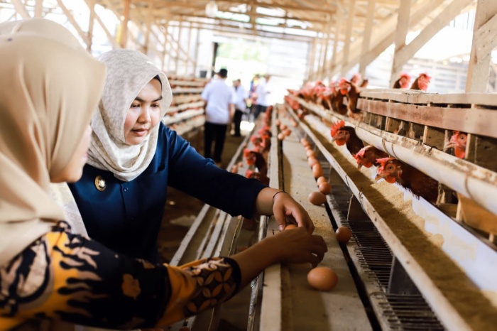 Pemkab Madina Targetkan Penuhi 20 Persen Kebutuhan Telur Secara Mandiri