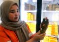 Bidikan Pasca-Tambang Agincourt Lewat Manisnya Martabe Cokelat