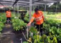 Martabe Cocoa Ekspansi Ekosistem Kakao ke Marancar