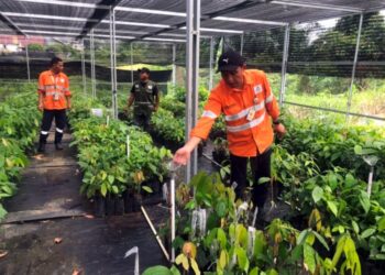 Martabe Cocoa Ekspansi Ekosistem Kakao ke Marancar