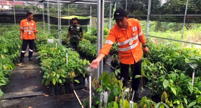 Martabe Cocoa Ekspansi Ekosistem Kakao ke Marancar