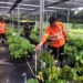 Martabe Cocoa Ekspansi Ekosistem Kakao ke Marancar