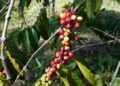 Pemprov Sumut Bangun Tiga Rumah Produksi Kopi, Di Sini Lokasinya