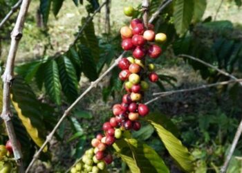 Pemprov Sumut Bangun Tiga Rumah Produksi Kopi, Di Sini Lokasinya