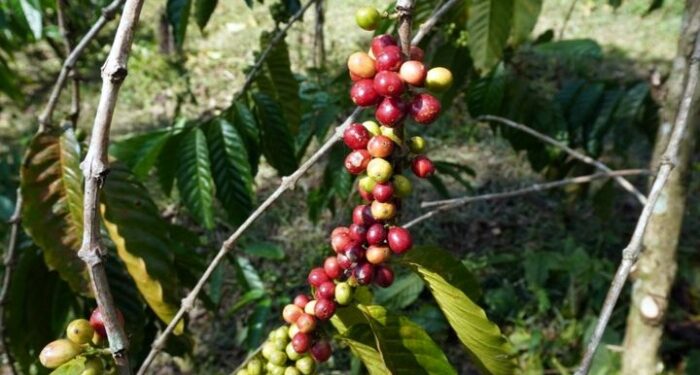 Pemprov Sumut Bangun Tiga Rumah Produksi Kopi, Di Sini Lokasinya