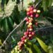 Pemprov Sumut Bangun Tiga Rumah Produksi Kopi, Di Sini Lokasinya