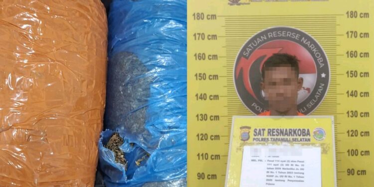 Kurir Lintas Daerah Ditangkap, Polres Tapsel Buru Pemasok 2 Kg Ganja dari Panyabungan