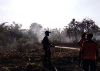 Lahan Lima Hektare Kebun Sawit dan Semak Belukar di Labuhanbatu Terbakar