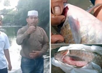 Misteri Ikan Mati di Batang Ayumi, Pemko Padangsidimpuan Larang Warga Konsumsi