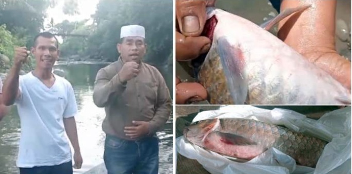 Misteri Ikan Mati di Batang Ayumi, Pemko Padangsidimpuan Larang Warga Konsumsi