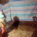 Pohon Kelapa Tumbang Timpa Rumah Warga di Bangkelang